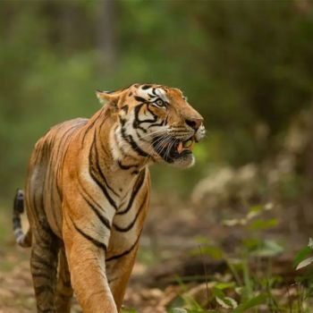 Wildlife Tours
