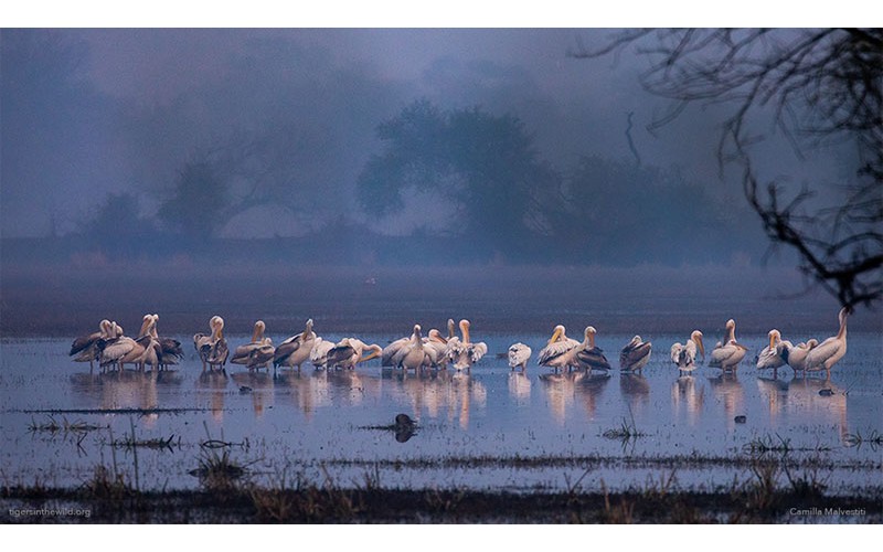 Golden Triangle Tour with Bharatpur Bird Sanctuary