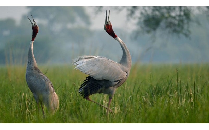 Golden Triangle Tour with Bharatpur Bird Sanctuary