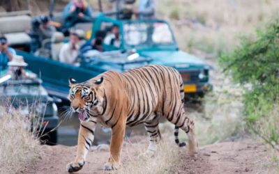 5 Days Golden Triangle Tour with Ranthambhore Tiger Safari
