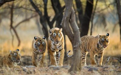 9 Days Golden Triangle Tour with Ranthambore Tiger Safari