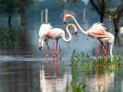 6 Days Golden Triangle Tour with Bharatpur Bird Sanctuary