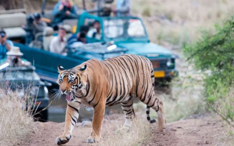 6a5e3cc34031f-ranthambore-52